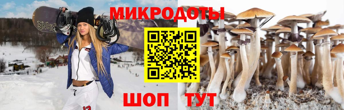 купить  сайты  Бутурлиновка  Галлюциногенные грибы мицелий  Галлюциногенные грибы Psilocybe 